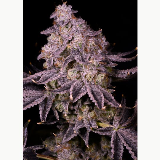 ITF - Black Cherry Mochi - 1