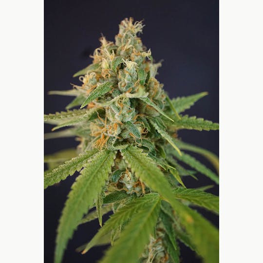 ITF - Chupacabra Small Buds - 1