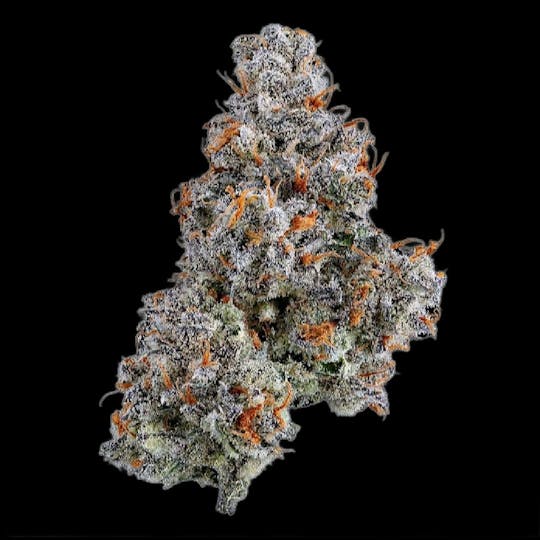 Auraz - Caleta Flower | Orange Juice - 1