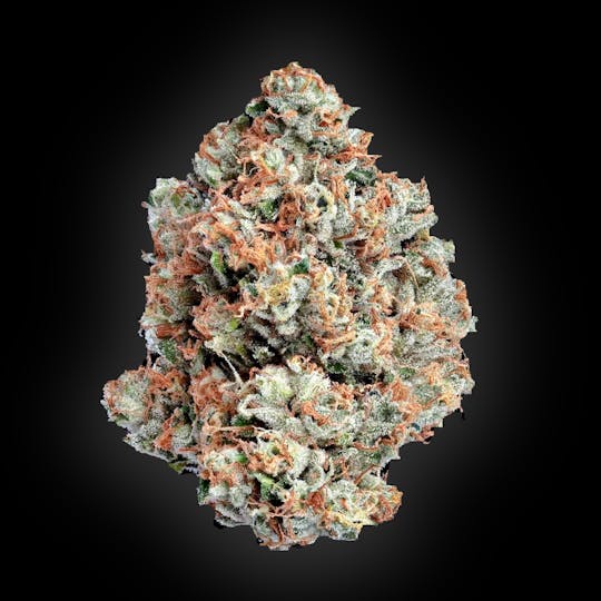 Auraz - Caleta Flower | Gaz Cap - 1