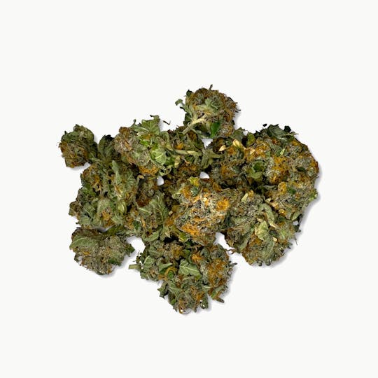 Indico - Gelato 41 (Smalls) $100oz - Indoor Plant Kingdom - 1