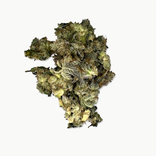 Indico - Queen Hippo (Smalls) $100oz - Indoor Plant Kingdom - 1