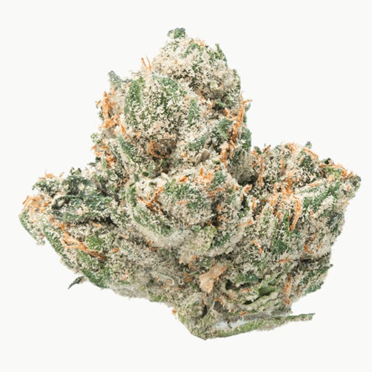 LA Native - Fritter Glitter - INDOOR - 1