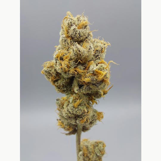 Ripple Wellness - Flower - BLOW OUT - Rainbow Reserve #9 - 1