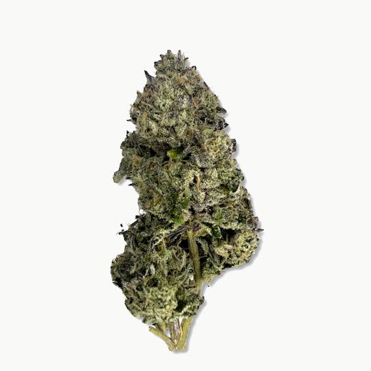 Indico - Black Cherry Ice Cream x Gelato 1 - Monkey Jones - 1