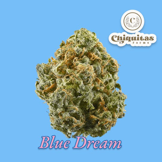 Chiquitas Farms - Blue Dream - 1
