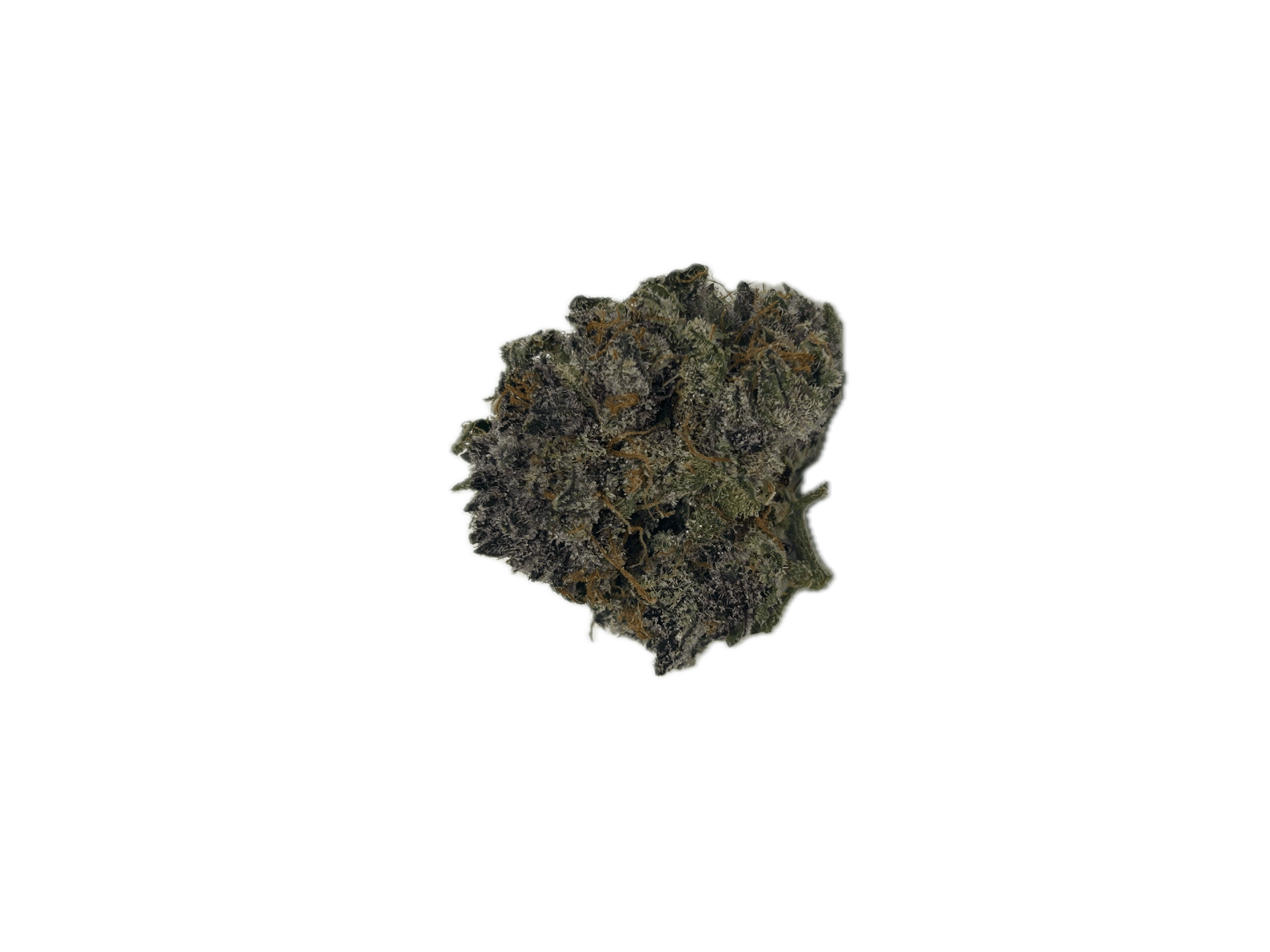 Dynastree - Sugar Black Rose | Flower | 80I 20S - 1