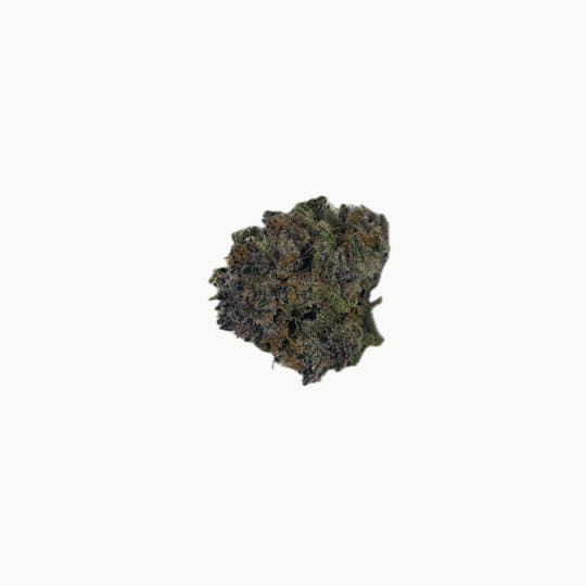 Dynastree - Sugar Black Rose | Flower | 80I 20S - 1