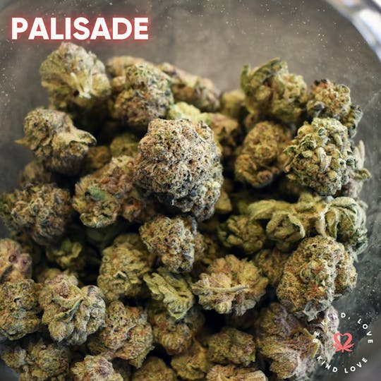 Kind Love Brand - Palisade - 1