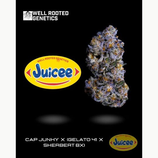 Well Rooted Genetics - Juicee - 1