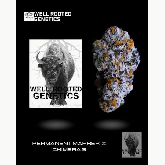 Well Rooted Genetics - Great White Buffalo - 1