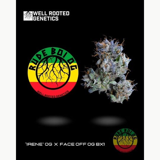 Well Rooted Genetics - Rude Boi OG - 1