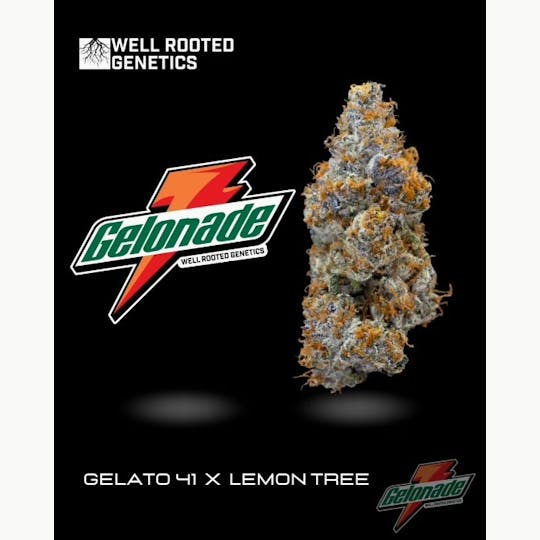 Well Rooted Genetics - Gelonade - 1