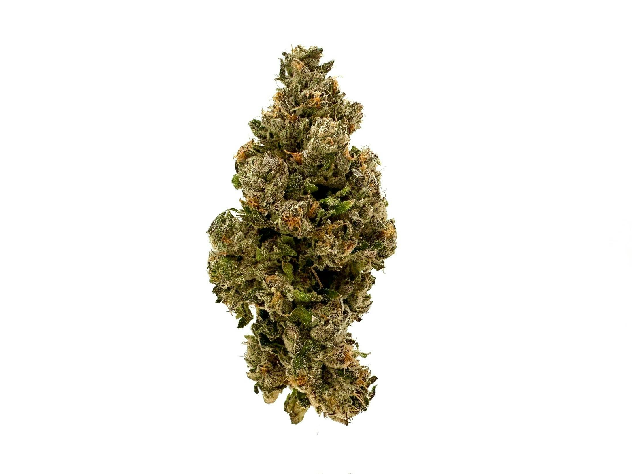 LegaSea Farms - Sherb Cream Pie Flower - 1
