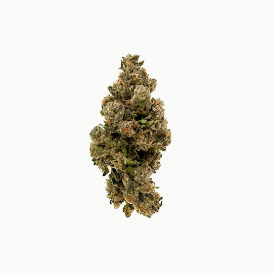 LegaSea Farms - Sherb Cream Pie Flower - 1