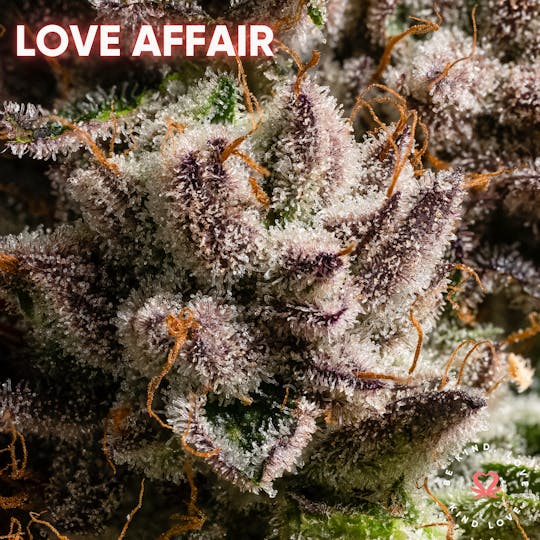 Kind Love Brand - Love Affair - 1