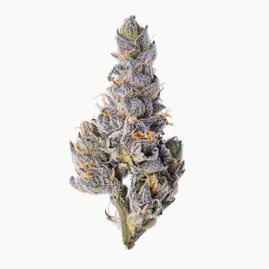 Purple Lotus - Blue Chip - Sherbanger 1g - 1