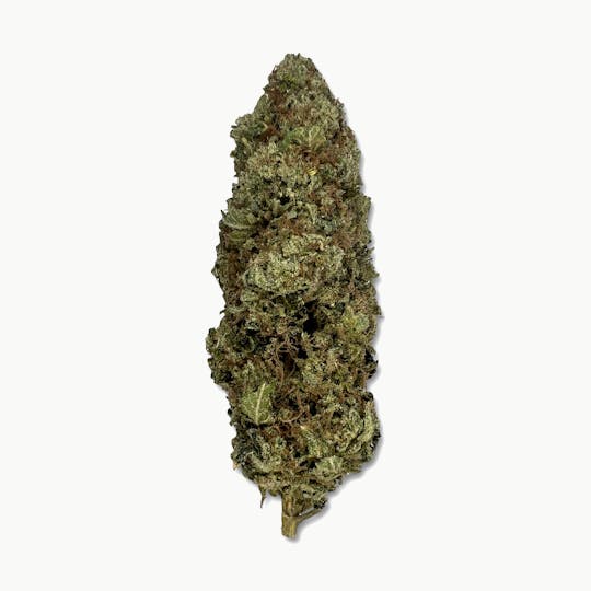 Indico - Headbanger OG - Indico - 1