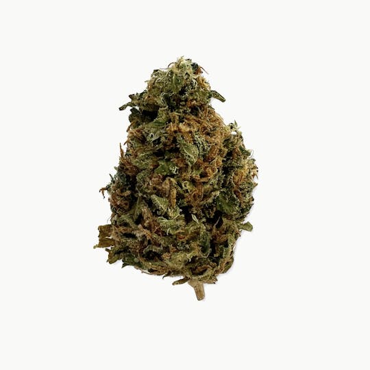 Indico - PHAZE - Indico - 1