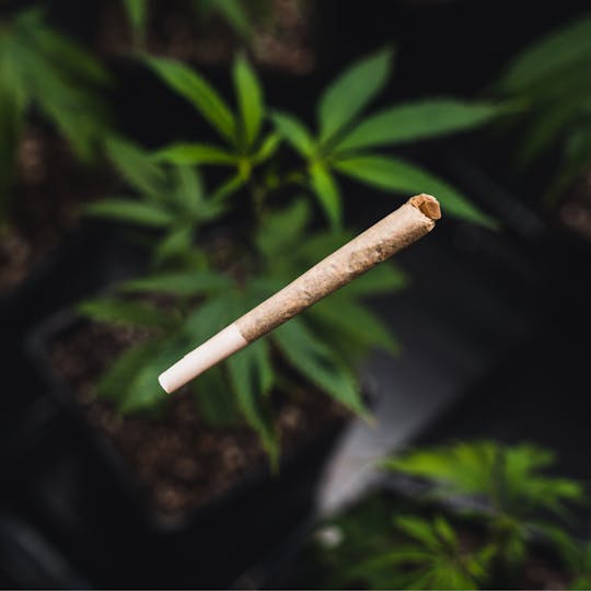 Kind Love Brand - Kind Love Cap Junky 1g Pre-Roll - 1