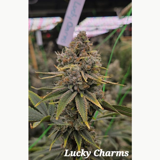 ITF - 1g Lucky Preroll - 1