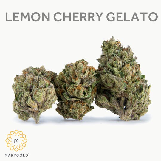 Marygold - Lemon Cherry Gelato 14g - 1