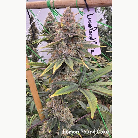 ITF - Lemon Pound Cake - 1