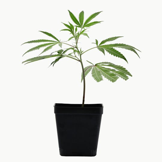 Enlighten - Lemon Tree Clone - 1