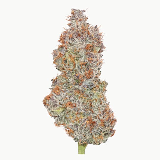 Enlighten - HFCS Deli - 1