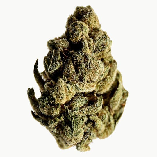 LA Native - Candy Cane - Mixed Light - 1