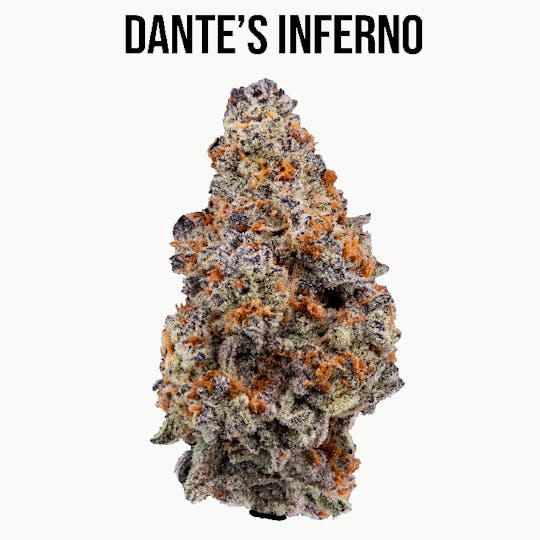 Wildfire - Dante's Inferno Flower - 1
