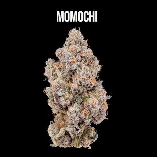 Wildfire - Momochi Flower - 1