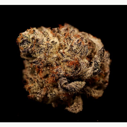 Auraz - Caleta Flower | Oreoz - 1