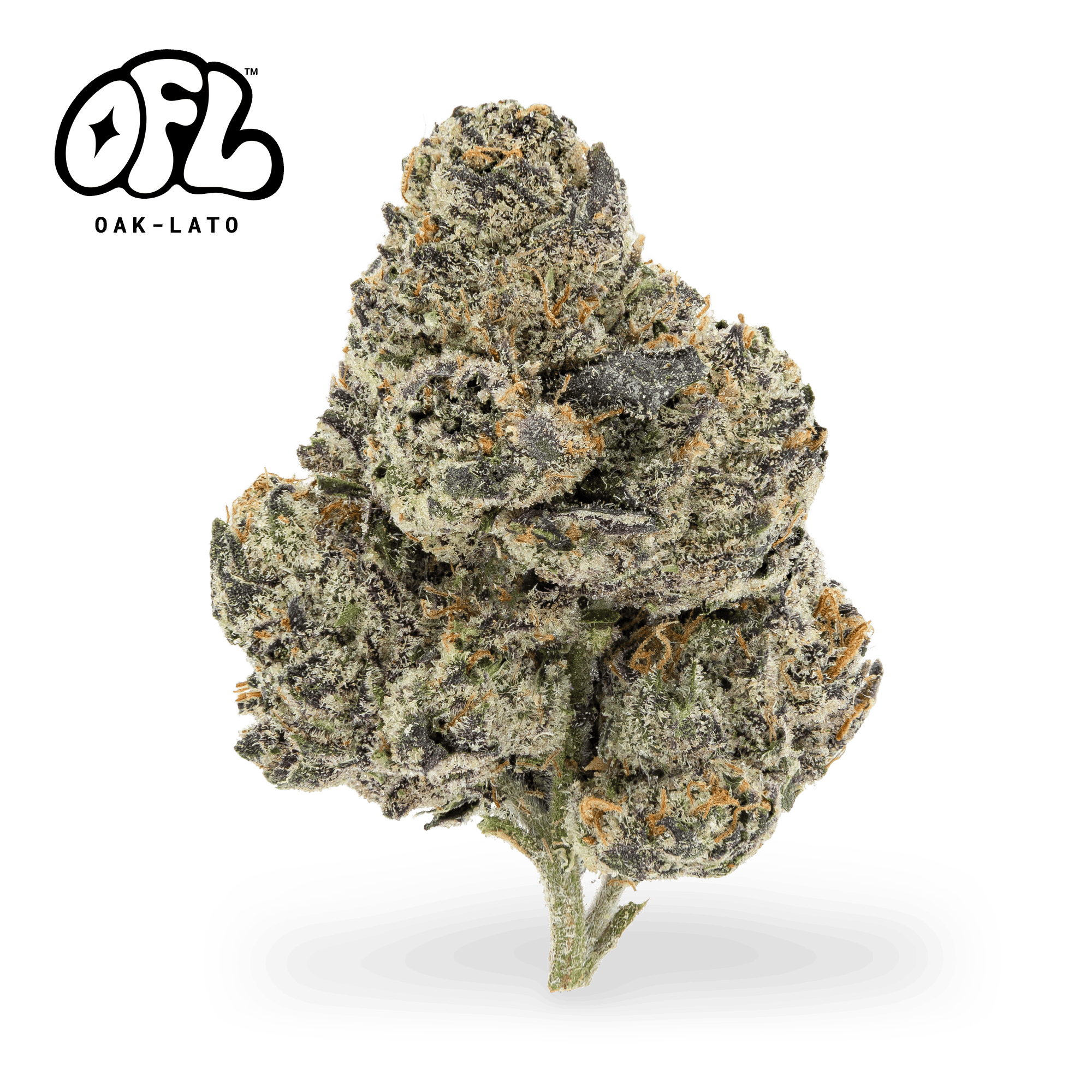Oak-Lato | Ground | 14g