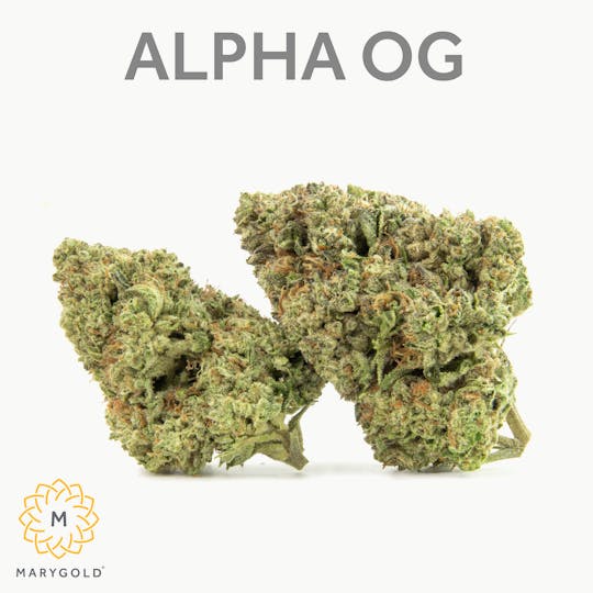 Marygold - Alpha OG 14g - 1