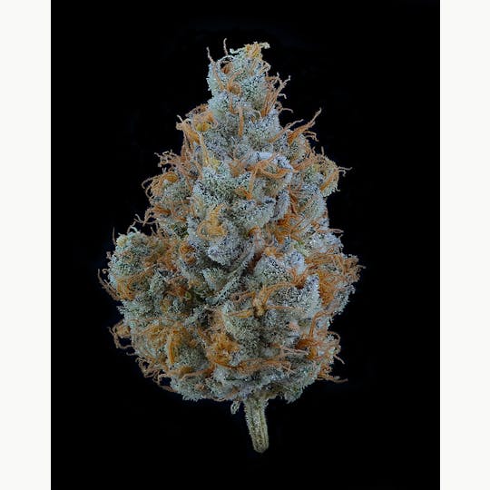 Brave Boat Gardens - Terpee Slurpee - 1