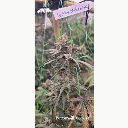 ITF - Buttermilk Cookies Small Bud - 1