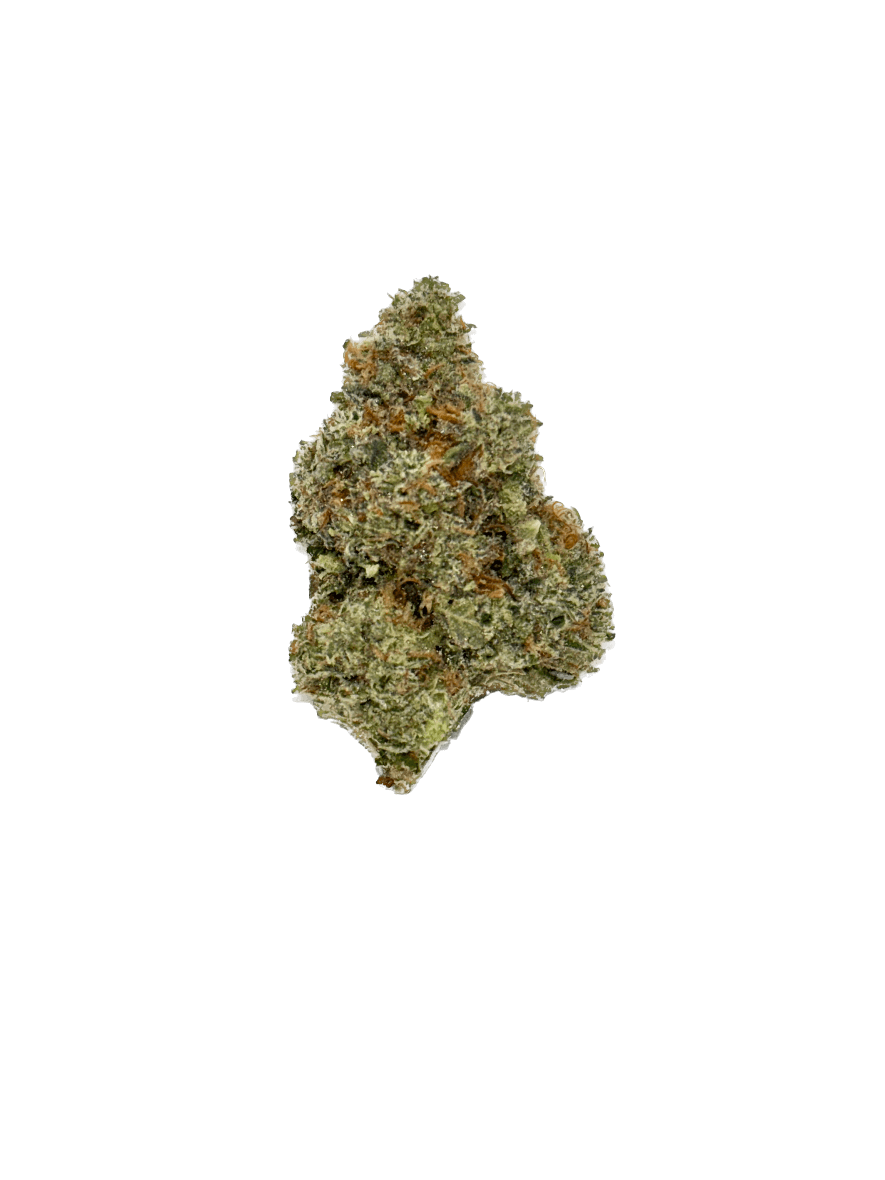 Dynastree - Headband | 60I 40S - 1