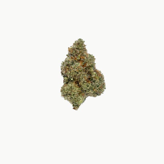 Dynastree - Headband | 60I 40S - 1