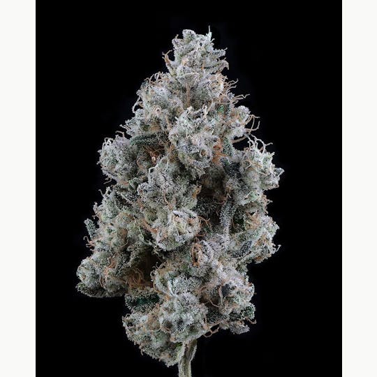 Brave Boat Gardens - Grapefruit Gelato - 1