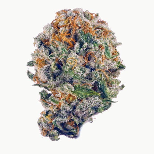 Allure - Blueberry Muffin - 1