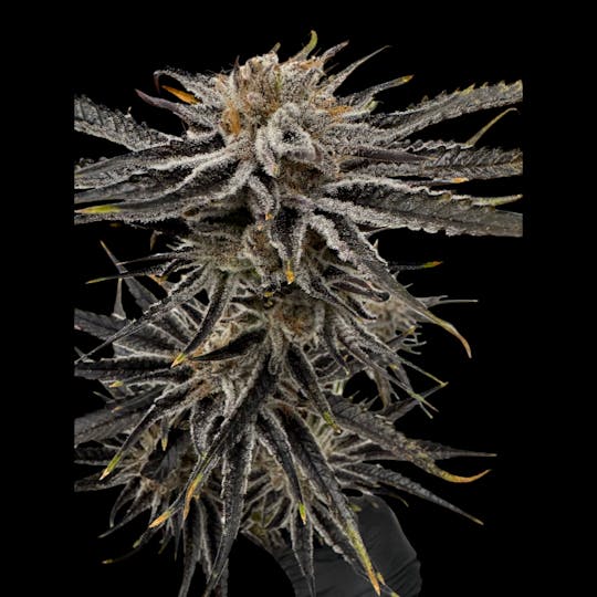 Above All Greenery - Brand - Ice Cream King - 1