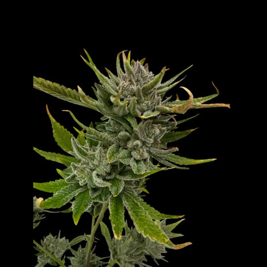 Above All Greenery - Brand - Gorilla Cookies - 1