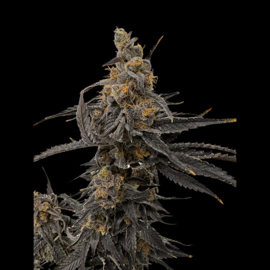 Above All Greenery - Brand - Lazer Bomb - 1