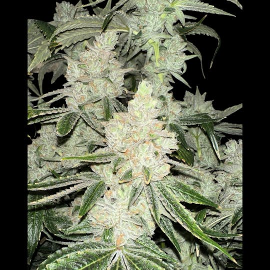 Above All Greenery - Brand - Orange Kush Cake - 1