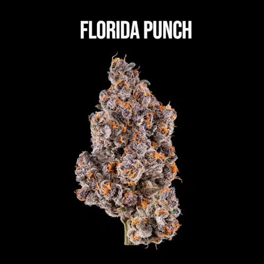 Wildfire - Florida Punch Flower - 1