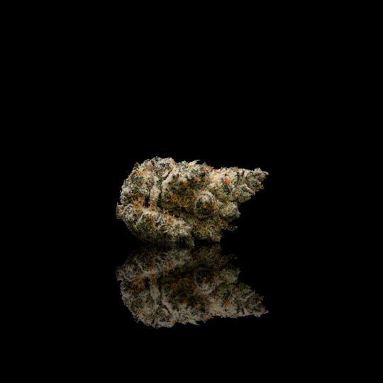 Maitri Genetics - Baparaja - 1