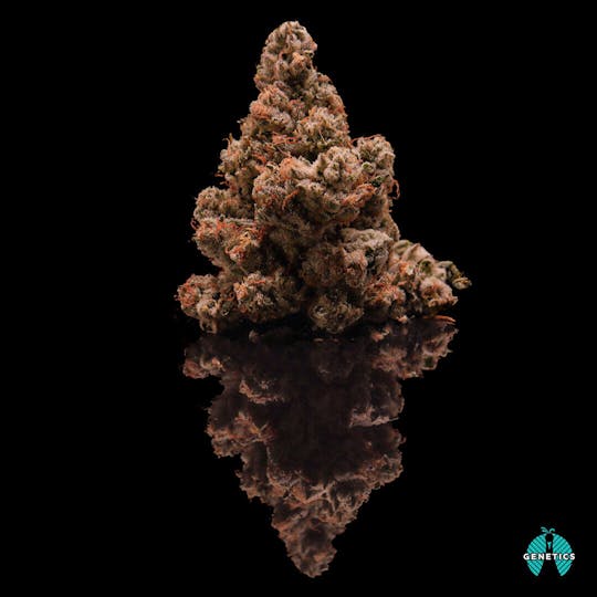 Maitri Genetics - Motorbreath #15 - 1
