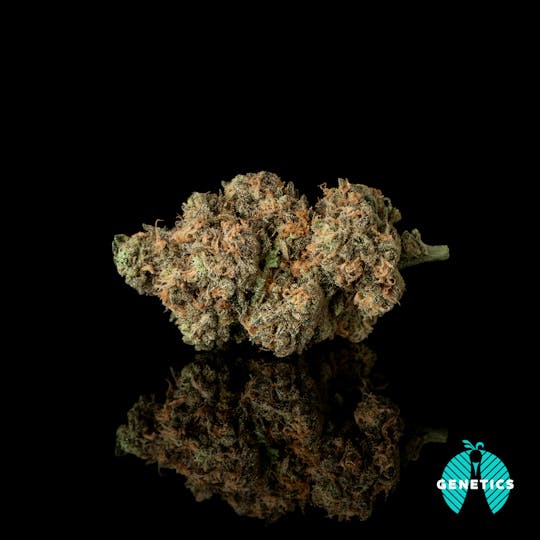 Maitri Genetics - Seven Stars #8 - 1