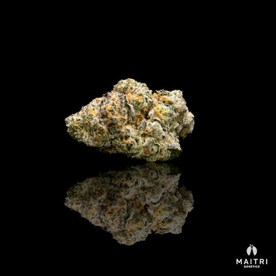 Maitri Genetics - Stay Puft - 1